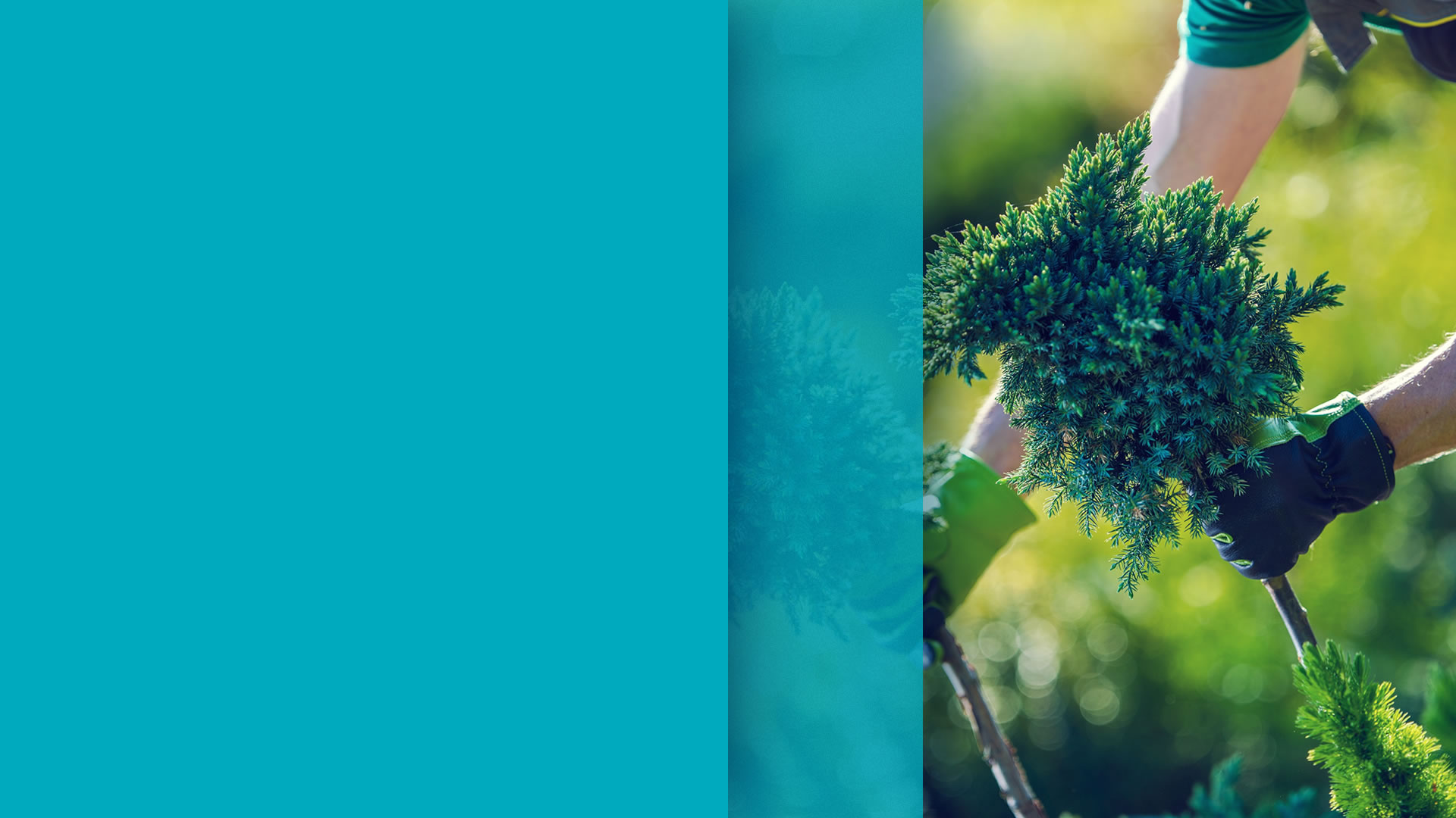 Jardinagem - Golfinho Serviços