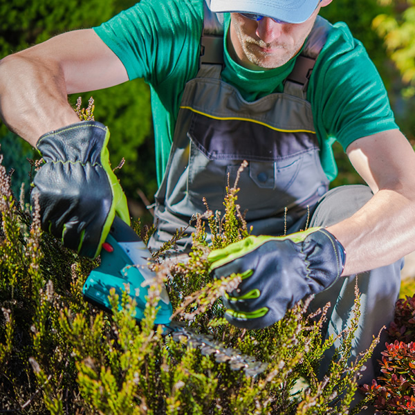 Jardinagem - Golfinho Serviços